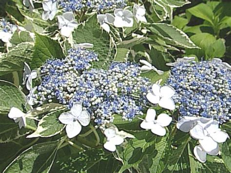 Bigleaf Hydrangea | HGTV