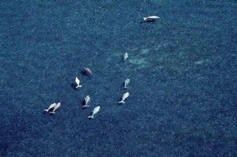 Dugong aerial view over bed of sea grass (Dugong dugon) (Photos Puzzles,...) #10533389