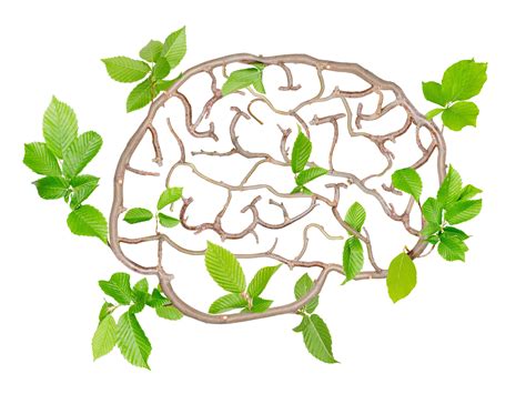 6 Memory-Boosting Herbs and Supplements