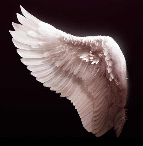 Free photo: Angel wing - Angel, Feathers, White - Free Download - Jooinn