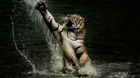 Tiger splashes around in water and stretches paws in the air as ...