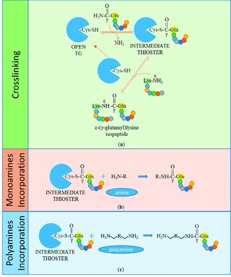 Transamidation reactions catalysed by transglutaminases (TGs). In ...