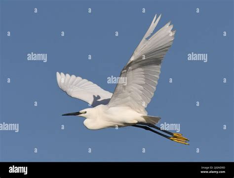 Little egret flying Stock Photo - Alamy