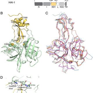 Crystal structure of matriptase serine protease domain in complex with ...