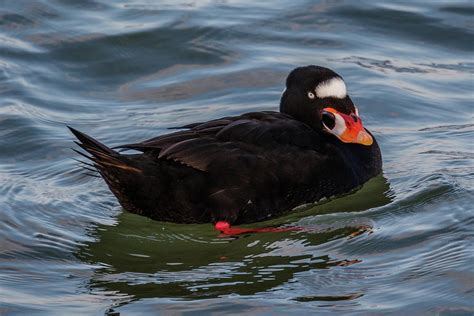 Friendly Surf Scoter Photograph by Rob Weingart - Fine Art America