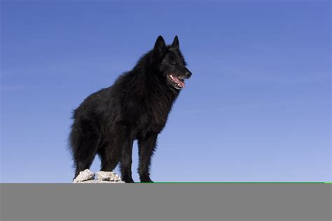 Belgian Sheepdog Breed Info: Best Food, Training, Grooming | Bil-Jac