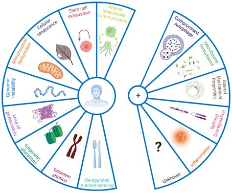 New hallmarks of ageing: a 2022 Copenhagen ageing meeting summary | Aging