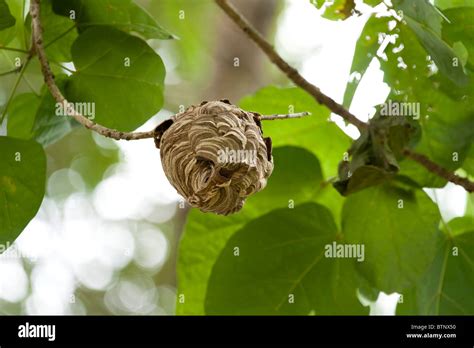 Hornet nest in a tree Stock Photo - Alamy