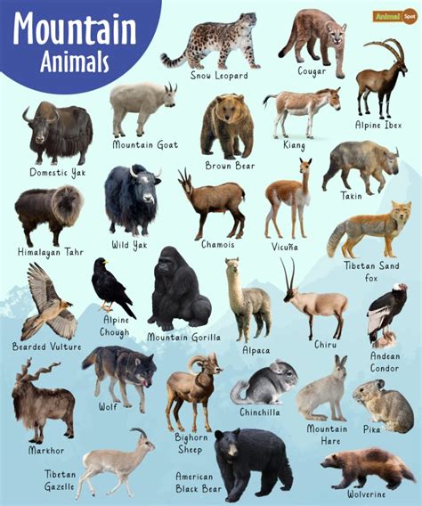 Mountain Animals – List, Adaptations, Pictures