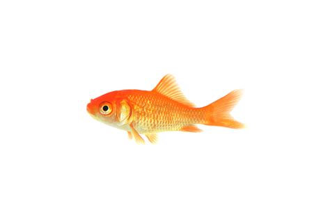 The Goldfish Theory | Files of Thought