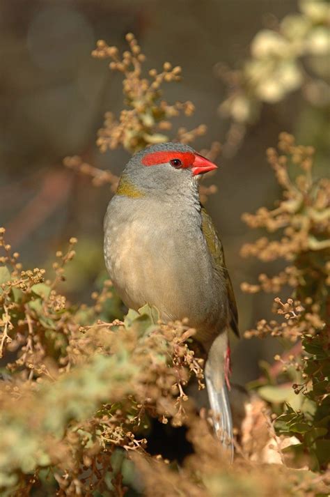 Red Browed Finch. | Australian birds, Bird photo, Australian fauna