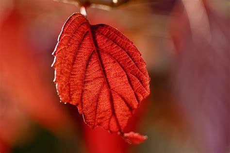 Daun Warna Musim Gugur Merah - Foto gratis di Pixabay - Pixabay