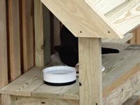 feral cat feeding stations and steps so they can get in and out of the ...