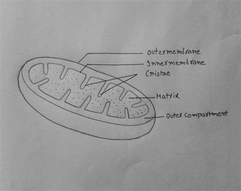 DRAW IT NEAT : How to draw Mitochondria