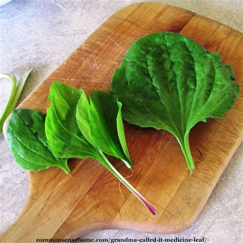 Grandma Called it Medicine Leaf - Plantain Weed Remedies