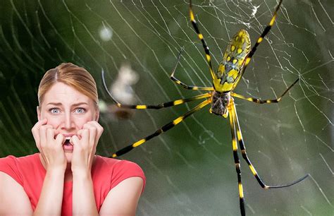 La araña gigante y más letal del mundo, es tímida – Nuestroclima