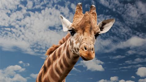 Incredible Collection of Full 4K Giraffe Images - Over 999 Stunning ...