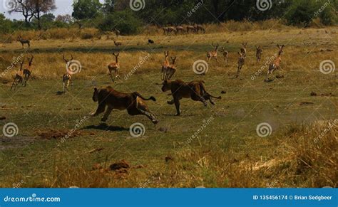 Hunting Lions Running Fast after Impala Stock Photo - Image of botswana, flying: 135456174