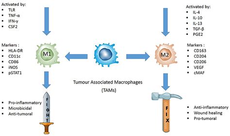 Nagy Nagykövetség Odabújik valakihez m1 macrophage marker mouse ...