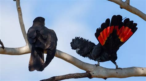 Red-tailed Black-Cockatoo - BirdLife Australia