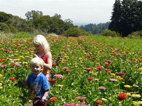 Thomas Farm Opens Fields for First U-Pick Event - Edible Monterey Bay