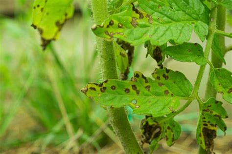 Black Spots On Tomato Leaves - Dealing With Septoria Leaf Spot - Tomato ...