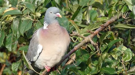 Wood Pigeon Call (Columba palumbus) - YouTube