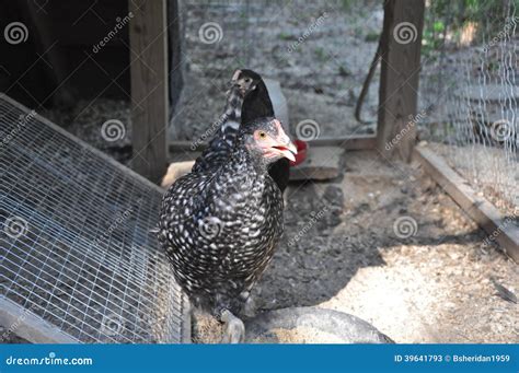 Young Barred Rock Chicken in Coop Stock Image - Image of barred, poultry: 39641793