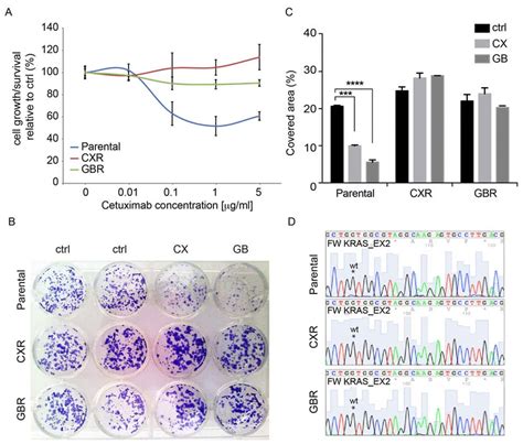 Establishment of colorectal cells resistant to cetuximab. Human ...