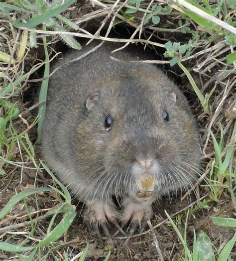 What's the Difference Between a Groundhog and a Gopher? - Animal Facts