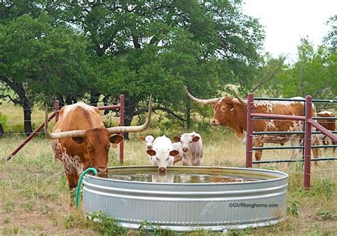 Texas longhorn cattle ranching | Cattle ranching, Longhorn cattle, Longhorn