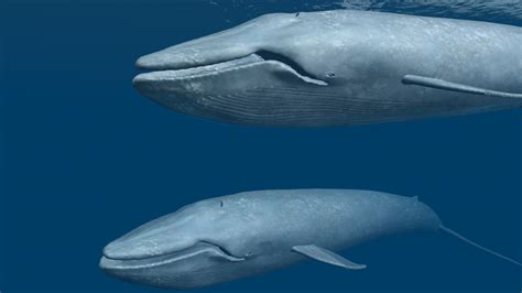 NEEF: Blue whale migration | wkyc.com