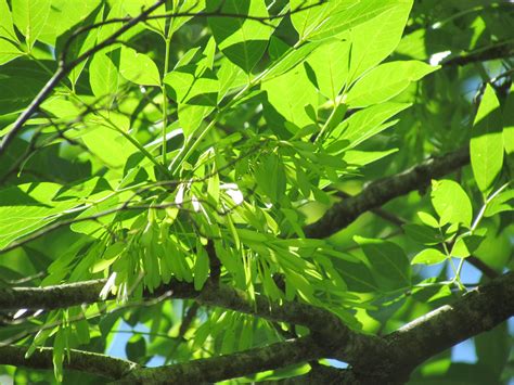 A Year With the Trees: White Ash - Fraxinus americana