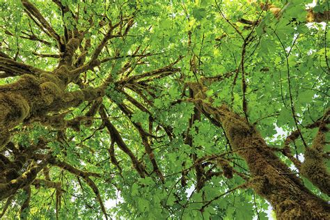 Big Leaf Maple Trees IIi Photograph by Alan Majchrowicz - Pixels