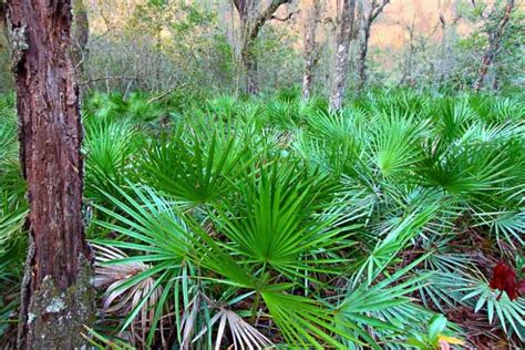 Serenoa repens (Saw Palmetto)