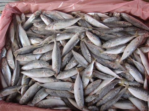 Fish for Bait (Scad Mackerel),Malaysia price supplier - 21food