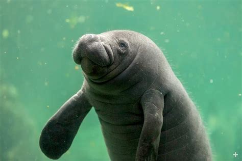 Manatee | San Diego Zoo Animals & Plants