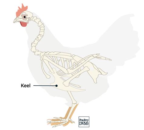 Keel bone injury in Chickens