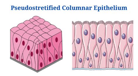 Pseudostratified Columnar Epithelium: Definition, Structure, Functions, Examples - PhD Nest