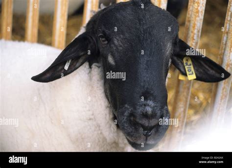 A domesticated sheep Stock Photo - Alamy