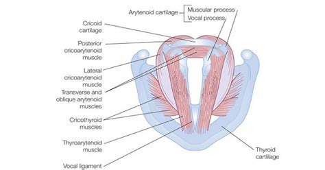 Laryngeal Paralysis - www.medicoapps.org