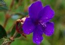 Why Did Some of My Wild Violets Not Transplant Well & Die? | Home Guides | SF Gate