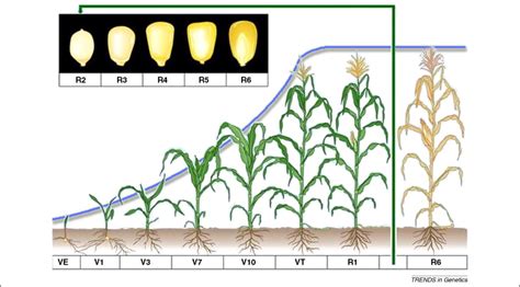 Mapping genes for plant structure, development and evolution: functional mapping meets ontology ...