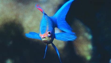 Will a Fish's Tail & Fin Regrow? | Animals - mom.me