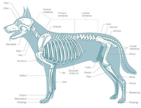 Dog Anatomy, Animal Anatomy, Anatomy Drawing, Skeleton Drawings, Dog ...