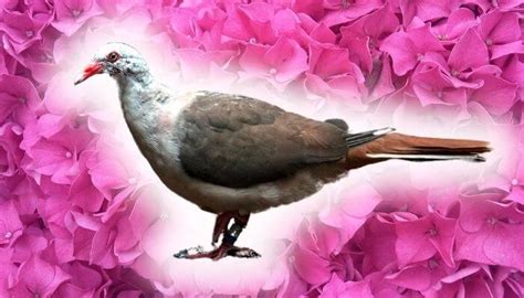 Pink Pigeon: Breed Guide – Pigeonpedia