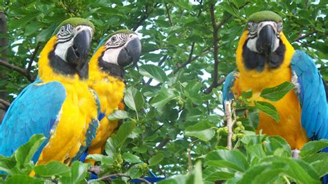 Macaw Parrot | HD Wallpapers (High Definition) | Free Background