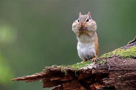 Eastern Chipmunk With Its Cheek Pouches Full Of Food Stock Photo ...