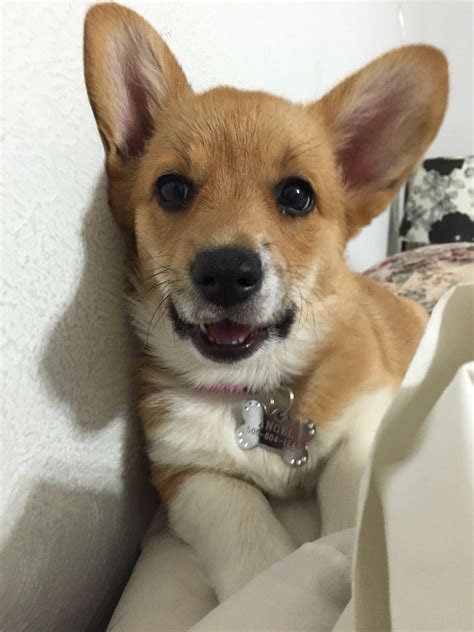 My corgi puppy Angel