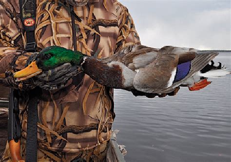 Tips & Tactics For Hunting Mallard Ducks - Game & Fish